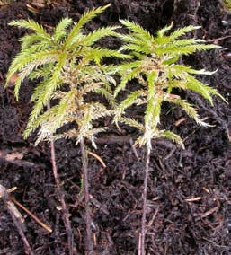Climacium dendroides, palmmossa (167) [N] Utseende: En stor, palmliknande, mycket karakteristisk art i upp till 15 cm tjocka mattor.