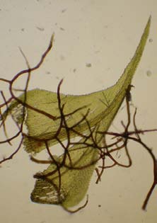 Cratoneuron filicinum, källtuffmossa (178) [N, R] Synonym: källklomossa Utseende: En grön till gulgrön pleurokarp bladmossa med relativt späda, men styva och glest fjäderlikt förgrenade med grenarna