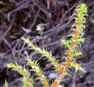 Rhytidiadelphus squarrosus, gräshakmossa (200) [N] Synonym: hakmossa. Utseende: Trädgårdsodlarens mardröm. En medelstor art som kan växa i upp till 10 cm tjocka gröna mattor.