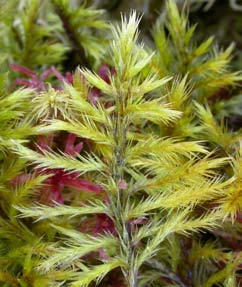 Tomentypnum nitens, gyllenmossa (186) [N, R] Utseende: En rikt förgrenad gyllengul till gulbrun art som växer i upp till 10 cm tjocka mattor.