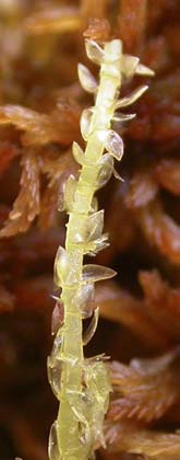 Sphagnum balticum, flaggvitmossa (-) [N] Utseende: En liten till medelstor vitmossa (ca 1,5 cm breda skott) som växer i gröna till gulbruna mattor.