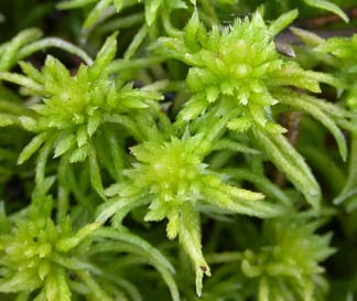 Sphagnum fimbriatum, fransvitmossa (-) [N] Utseende: En liten spenslig vitmossa (1-1,5 cm breda skott) som växer i täta gröna till gulbruna tuvor (saknar röda färger), som ofta har en karakteristisk