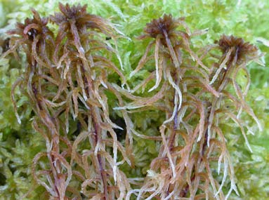 Sphagnum fuscum, rostvitmossa (104) [N] Utseende: En liten vitmossa (ca 1 cm breda skott) som växer i mycket täta bruna till mörkbruna tuvor.
