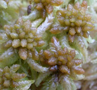 Sphagnum papillosum, sotvitmossa (102) [N] Utseende: En stor vitmossa (2-4 cm breda skott) med grenblad (utstående grenar) som är stora och kraftigt kupade vilket gör grenarna extremt kraftiga