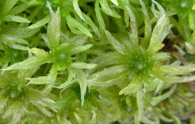 Sphagnum riparium, klyvbladsvitmossa (-) [N] Utseende: En stor vitmossa (3-4 cm breda skott) som växer i glesa gulgröna till gröna mattor. Huvudet har en svagt välvd ovansida och en tydlig stamknopp.