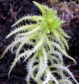 Sphagnum squarrosum, spärrvitmossa (103) [N] Synonym: spärrbladig vitmossa Utseende: En stor vitmossa (2-4 cm breda skott) som växer i gröna till ljusgröna mattor.