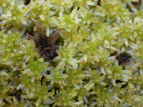Sphagnum tenellum, ullvitmossa (-) [N] Utseende: En liten vitmossa (ca 1 cm breda skott) som växer i ljusgröna eller vitaktiga mattor. Skotten har ett påtagligt litet huvud.