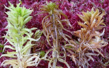 Sphagnum teres, knoppvitmossa (-) [N] Utseende: En medelstor vitmossa (ca 2 cm breda skott) som växer i gulbruna till bruna (i skugga gröna) mattor eller glesa tuvor.