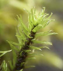 AKROKARPA BLADMOSSOR Aulacomnium palustre, räffelmossa (157) [R] Utseende: En akrokarp bladmossa med mestadels krypande (sterila) skott som kan bli upp till 10 cm långa (fertila skott är däremot