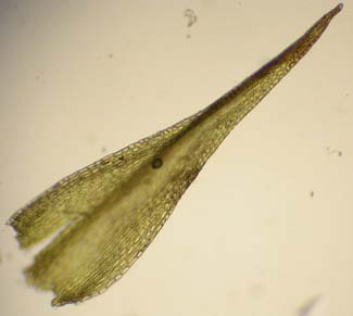 Catoscopium nigritum, svartknoppsmossa (159) [N, R] Utseende: En akrokarp bladmossa med nästan ogrenade skott i mycket täta, upp till 5 cm höga tuvor som är klargröna till mörkgröna.