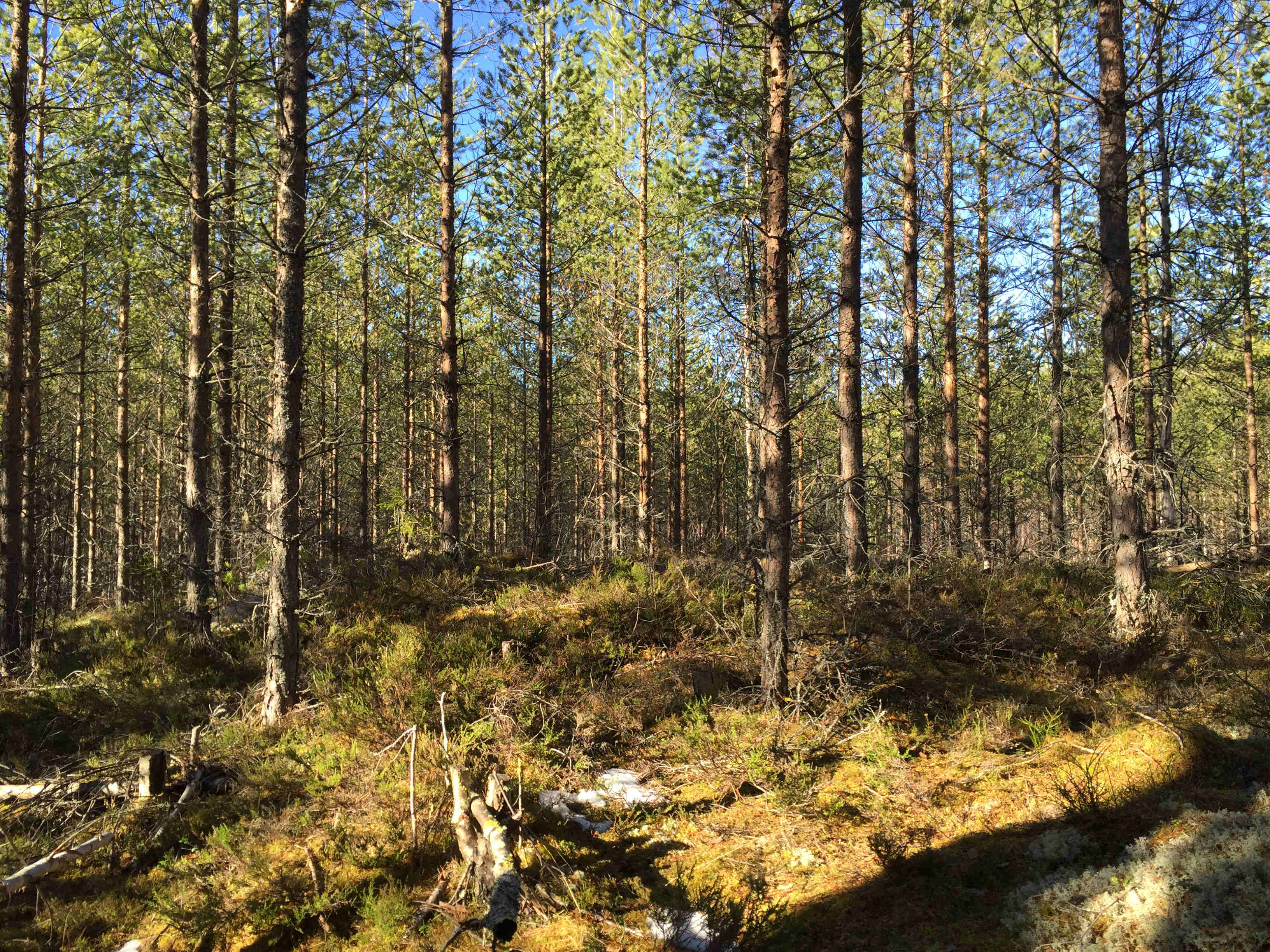 Lättillgänglig skogsfastighet nära Mora Mora Morkarlby 263:1 En lättillgänglig skogsfastighet med mycket G1-skog och hög tillväxt ca 1 mil väster om Mora.