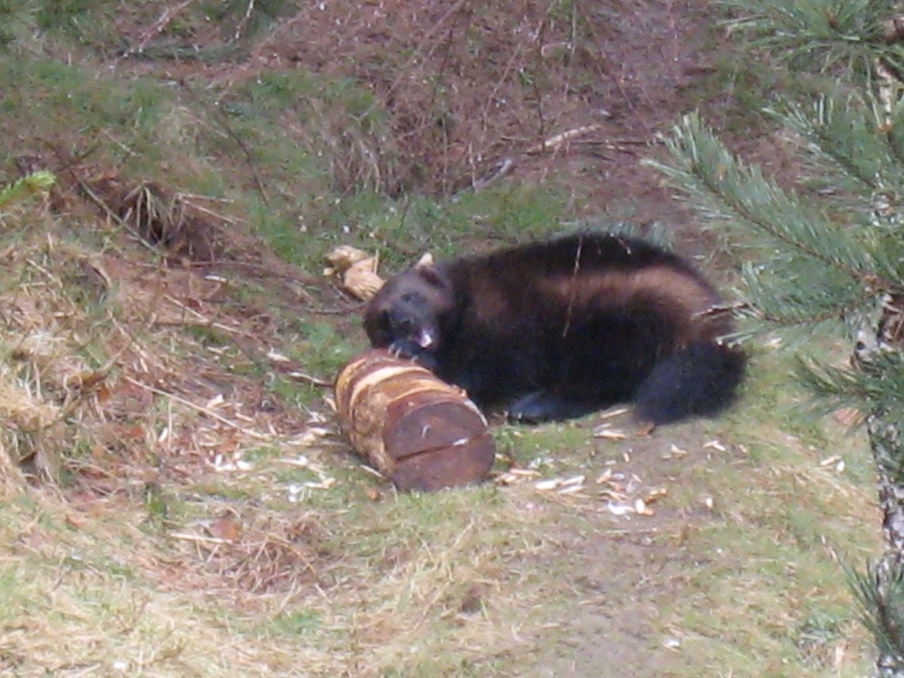 Utvärdering av miljöberikning avsedd för järv Gulo gulo på Nordens Ark Evaluation of environmental enrichment for captive wolverines Gulo gulo at The Nordic Arc Madeleine Hjelm Sveriges