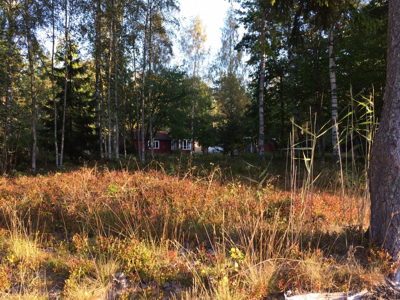 Vy över Vadet 3:197, foto taget från gång- och cykelvägen längs Dalarö kanal. REKREATION I naturområdet norr om Vadet 3:197 finns en idrottsplats med motionsslinga.