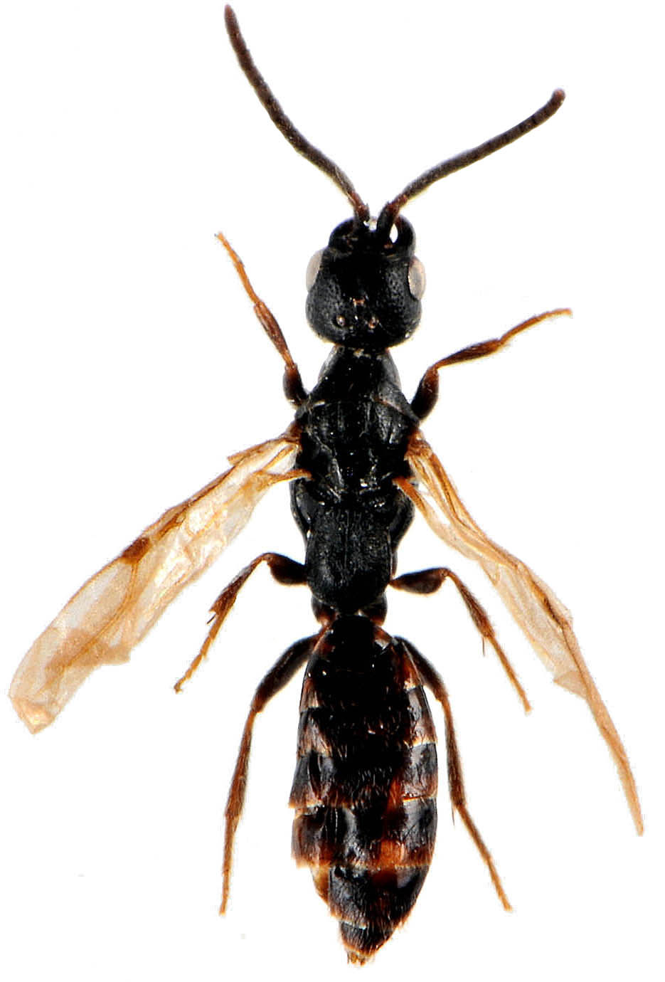 Ett nytt svenskt fynd av dvärggaddstekeln Pseudisobrachium subcyaneum (Haliday, 1838) MIKAEL MOLANDER & SVEN HELLQVIST I ntresset för gaddsteklar har ökat de senaste åren, framförallt som en följd av