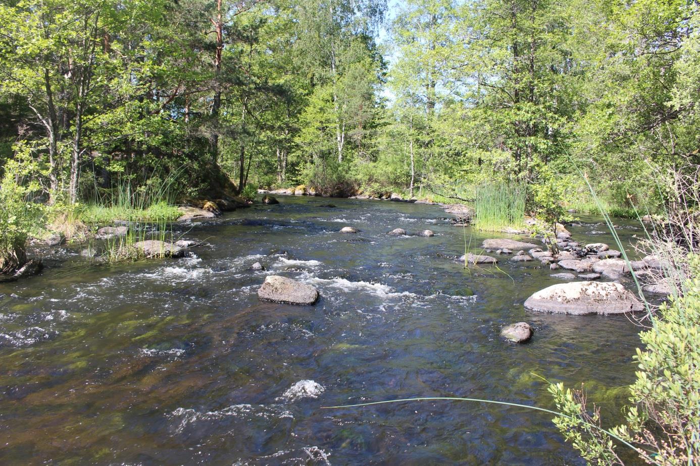 M 10 En längre strömsträcka inventerades här, öring förekommer på sträckan. Sten- och grusbotten dominerar, djupet uppgick som djupast i höljor till 1,5 m.