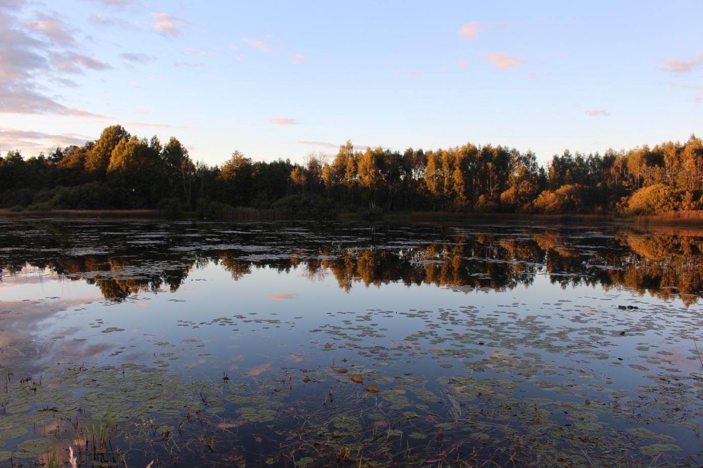 Vad kännetecknar Silverån och Nedsjön? Silverån är naturligt ett näringsfattigt vattendrag. Källområdena utgörs av svårvittrade moränmarker, skogsmark dominerar i dess närområde.