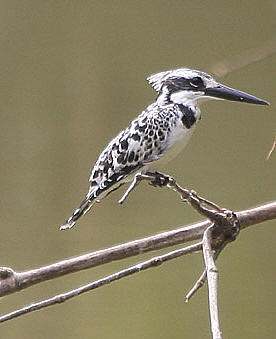 Malachite Kingfisher Pied Kingfisher 13 januari. Kakum National Park. Avfärd kl 05.30, framme vid Kakum National Park 06.10. Parkvakten brukar komma tidigt för att kolla om ev.
