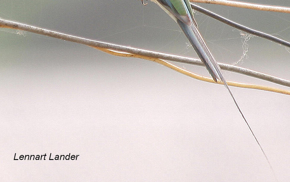 White-Throated Bee-eater 14 januari. Avfärd 05.15 Framme vid lokalen för målarten Rosy Bee-eater 06.30.