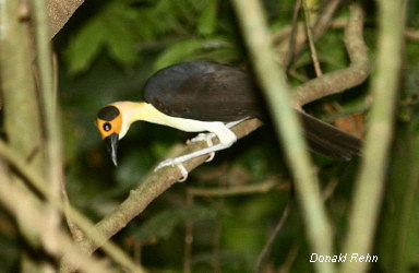 Yellow-headed Picathartes 18 januari. Aboabo Avfärd 06.25 och framme vid lokalen Aboabo 07.00. Skådar längs en väg som går genom ett fint skogsområde.
