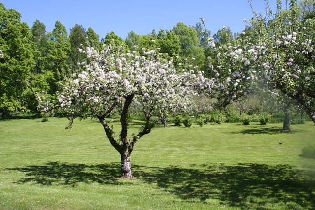 Lekstuga Trädgården Lusthus