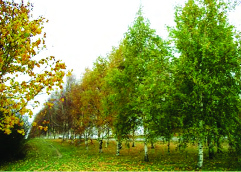 Genetisk variation och höstsignaler I ett land med så varierande klimatförhållanden och så olika långa växtsäsonger som vi har i Sverige är det lätt att förstå att växterna måste ha anpassat sig till