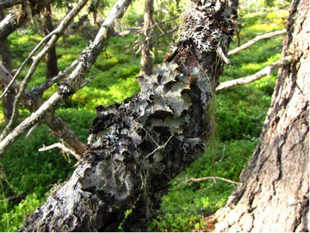 Riktiga urskogsgranar fanns det gott om i skogarna vid Midsommarfjället.
