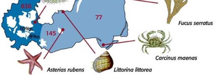 Östersjön Få arter för varje funktion i ekosystemet Hög störningsrisk Salthalt Brackvatten