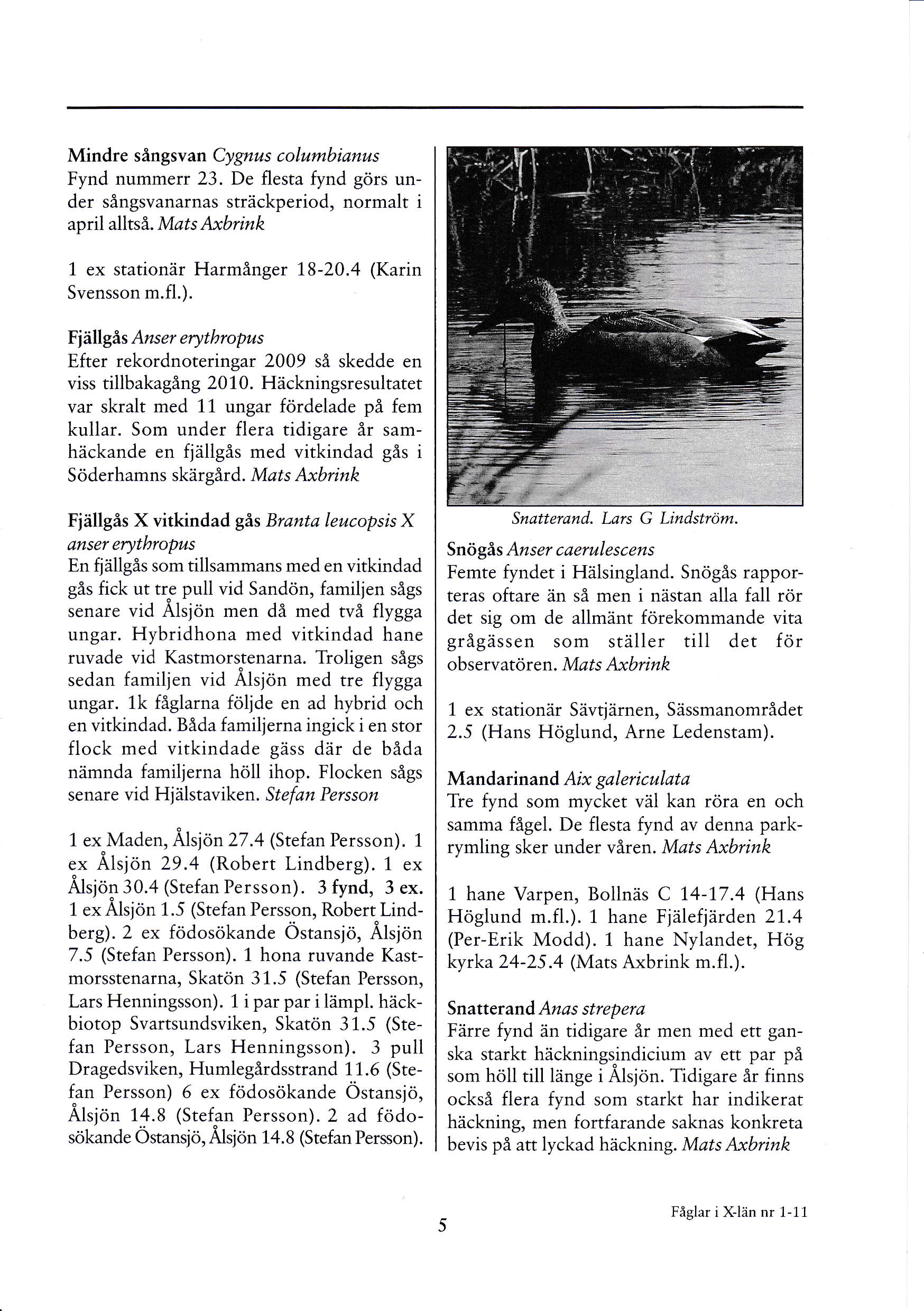 Mindre sångsvan Cygnus colutnbianus Fynd nummerr 23. De flesta fynd görs under sångsvanarnas sträckperiod, normalt i april alltså. Mats Axbrink 1 ex stationär Harmånger 18-20.4 (Karin Svensson m.f1.).