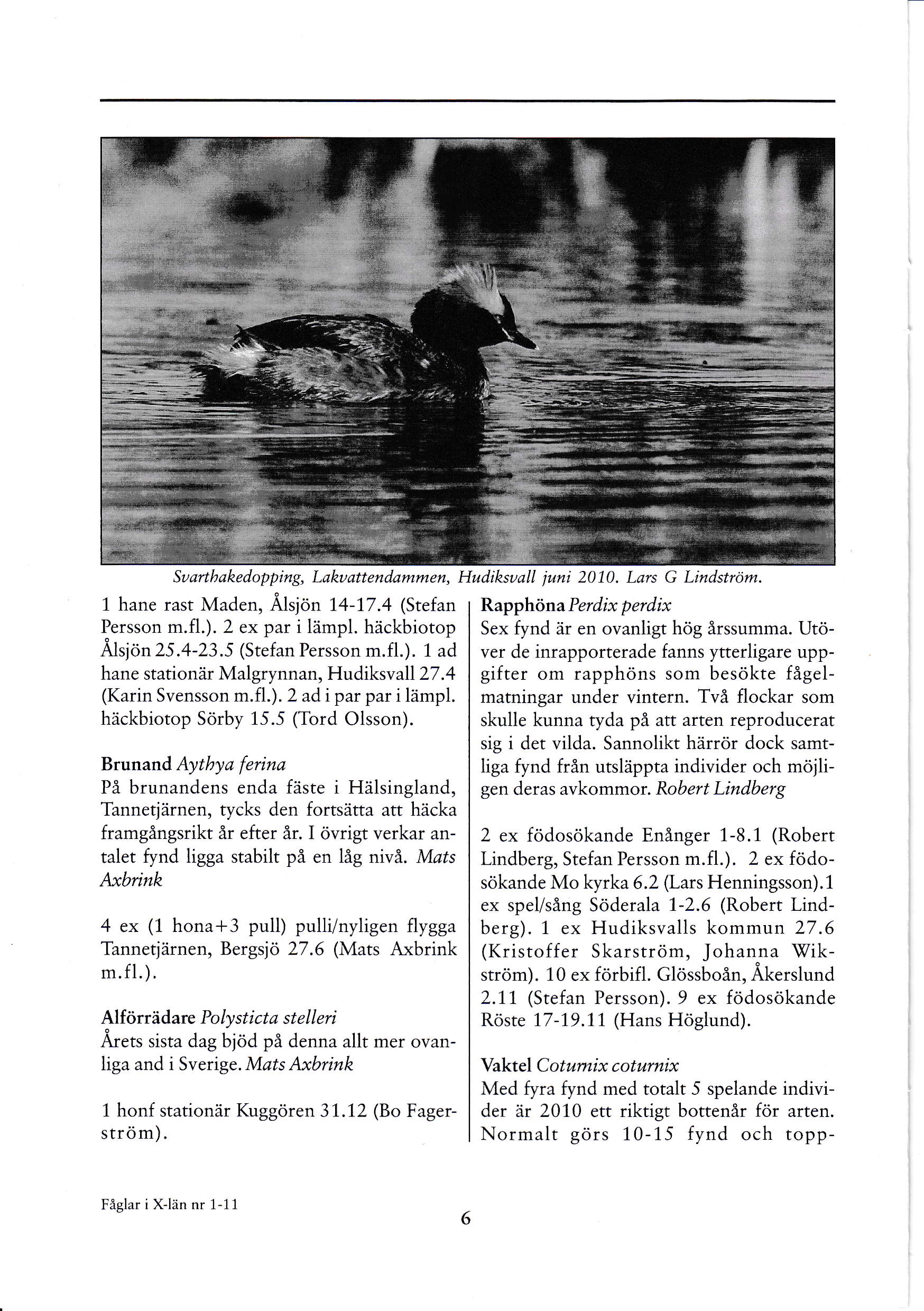 Su arth a kedopping, L.aku att e n dam m en, Hudiksuall iuni 2010. Lars G Lindstriim. t hane rast Maden, Ålslon 14-17.4 lstefan Persson rn.f1.). 2 ex par i lämpl. hackbiotop Å1r1,;" 25.+-23.