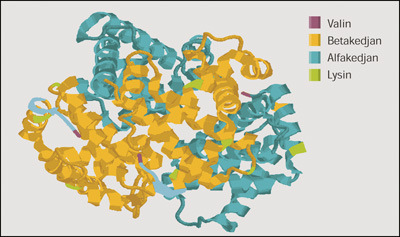 Hur glukos binder till Hb Figur 1. Modell av hur glukos kan bindas till hemoglobinmolekylen. En hemoglobinmolekyl består av två alfakedjor och två betakedjor.