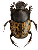 Onthophagus nuchicornis rakhorndyvel (NT) Funnen på 18 lokaler spridda över länet: Sölvesborgsviken, Stiby backe, Hjärthallaberget, Sillnäs, Listershuvud N, Listershuvud S, Torsö läge, Jeppshoka,