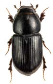 Aphodius foetens rödbukig dyngbagge Totalt 559 individer. Juni-augusti-september: 247-277-35; får-nöt-hjort-häst: 131-290-1-137. Funnen på 34 av 37 undersökta lokaler i juni-september.