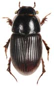 Aphodius porcus snyltdyngbagge (NT) Totalt 13 individer. Juni-augusti-september: 0-0-13; får-nöt-hjort-häst: 5-3-0-5. Funnen på 5 av 34 undersökta lokaler i september.