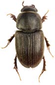 Aphodius rufipes aftondyngbagge Totalt 4990 individer. Juni-augusti-september: 212-3689-1089; får-nöt-hjort-häst: 558-3917-9-506. Funnen på 37 av 37 undersökta lokaler i juni-september.