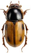 Aphodius sordidus heddyngbagge (NT) Totalt 8 individer. Juni-augusti-september: 2-5-1; får-nöt-hjort-häst: 1-5-0-2. Funnen på 5 av 37 undersökta lokaler i juni-september.