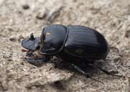 Aphodius uliginosus späd skogsdyngbagge Totalt 73 individer. Juni-augusti-september: 0-0-73; får-nöt-hjort-häst: 1-70-0-2. Funnen på 12 av 34 undersökta lokaler i september.