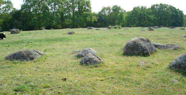 Foto: Patrik Nilsson Figur 1. Öppen, blockrik betesmark (lokal 20) med torrängsvegetation. Arter i hästspillning: Aphodius merdarius, A. porcus, A.
