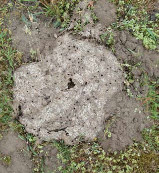 Däremot finns en del gamla och några nya fynd från spridda delar av länet. Äldre fynduppgifter härrör från lokaler som förmodligen förändrats mycket fram till idag.