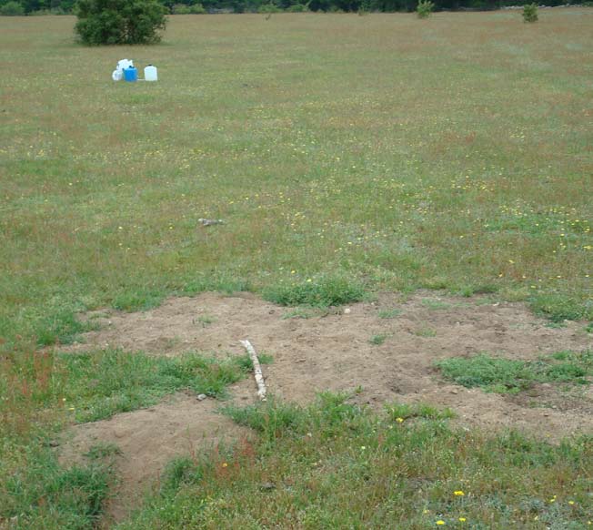Foto: Patrik Nilsson Figur 3. Öppen, sandig, välbetad mark med torrängsvegetation (lokal 23). Bland arterna i nötspillning: Aphodius porcus, A.