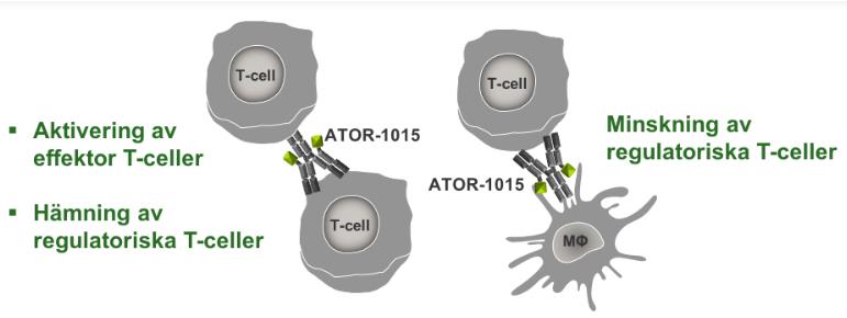 ATOR-1015 Kliniska studier räknar vi med startar nästa år ATOR-1015 är en bispecifik antikropp riktad mot två immunonkologiska måltavlor CTLA-4 och OX40 (CD134).