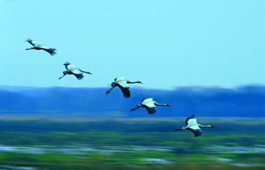 Tranor (Foto: Håkan Liljenberg/Photo Natura). Ett nytt dagsrekord kunde bokföras för tranan under hösten 2002. 1626 stycken passerade Nabben den 7 oktober. gräsand.