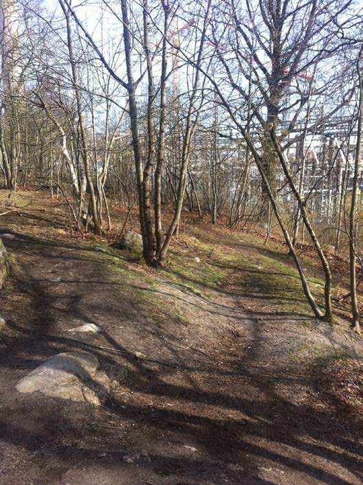 PLANFÖRSLAGET såg spännande ut med olika aktiviteter men saknade natur och träd. (se karta på skolgården). Det borde innas mera skog på skolgården.