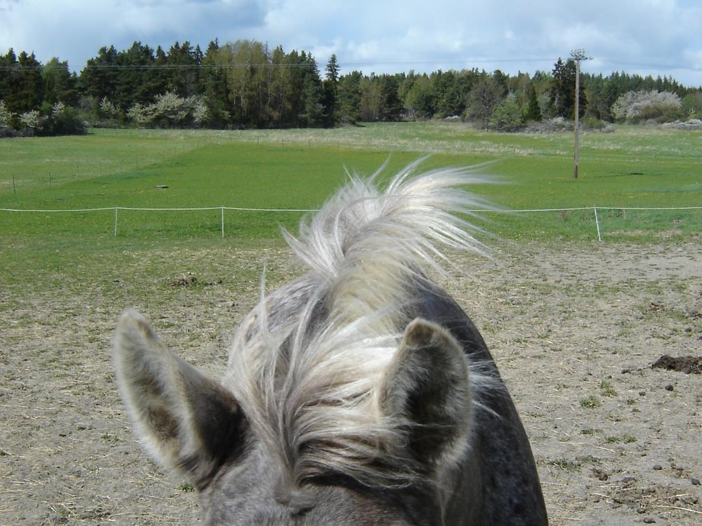 Vad är personlighet? Allt beteende är inte personlighet.