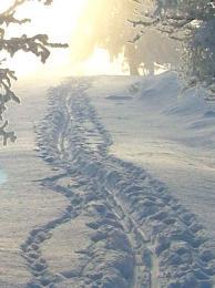 Skidspår/elljusspår I Eksjö kommun kan man åka skidor på följande ställen (om snö finns): Brännemon Skidstugan Skidstugan Prästängen Skidstugan - KONSTSNÖSPÅR Nytomtavallen, Hult