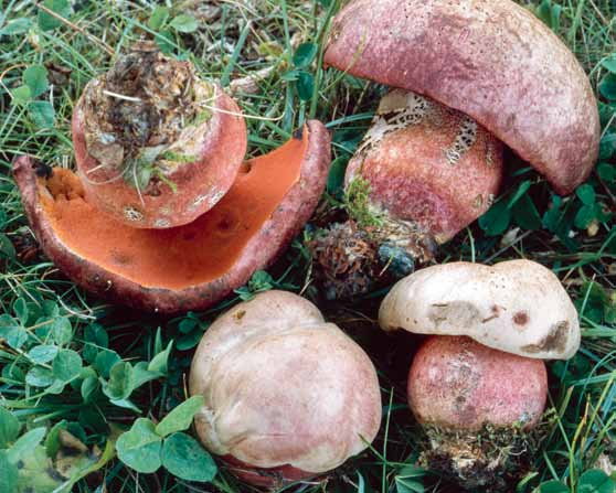 Fig 3. Återfynd av falsk djävulsopp (Boletus legaliae) i Drottningholmsparken, 2002-08-08. Leg. och foto M. Andersson. nyckel till gruppen, finns i Svampe 45 (Vesterholt 2002).
