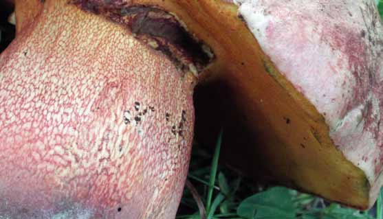 Fig 4. Falsk djävulsopp (Boletus legaliae). Södermanland, Ekerö, Drottningholmsparken, 2010-08-16, leg. & foto M. Andersson. Fig 5. Närbild på ådernät.