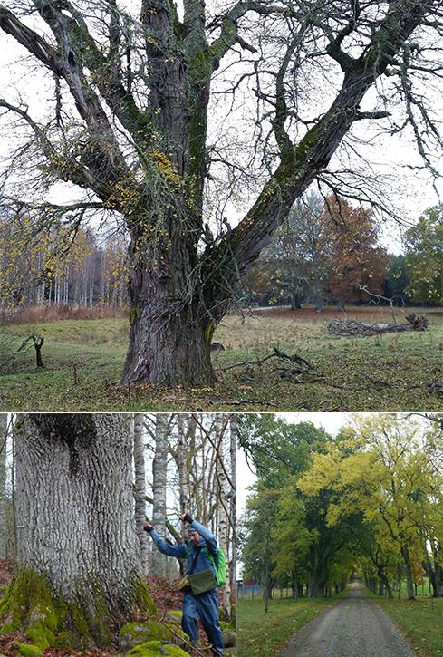 Rapport 2016:26 Inventeringar av skyddsvärda träd i delar av