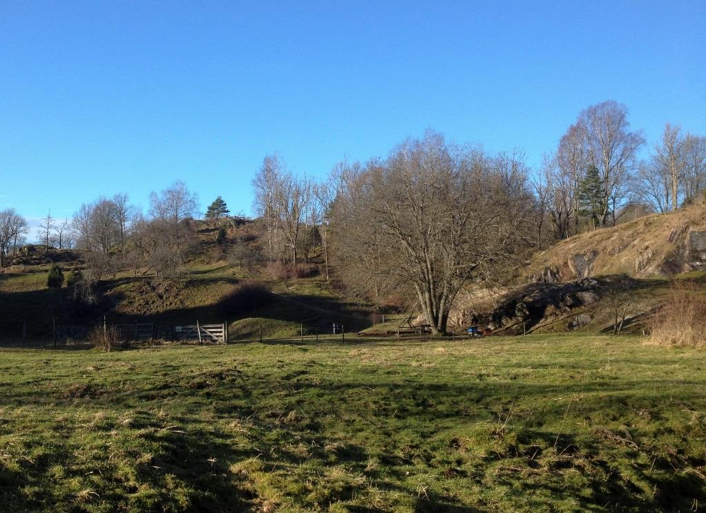 Kuröds skalbankar Kuröds skalbankar hyser en välhävdad betesmark med ett fåtal grövre sälgar och en större ek, men annars mestadels träd under 200cm i omkrets.