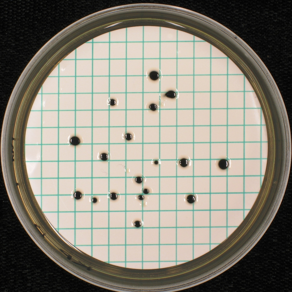 m-laktos TTC Agar, 44 C m-fc Agar, 44 C m-endo Agar LES, 37 C m-laktos TTC Agar, 37 C RBCC