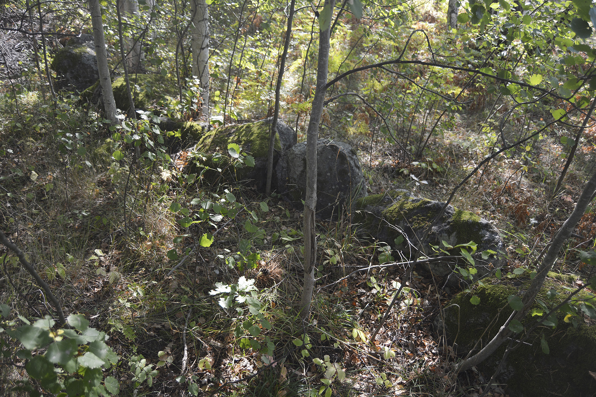 Stensträng och odlingsrösen Arkeologisk förundersökning i avgränsande syfte vid RAÄ Botkyrka